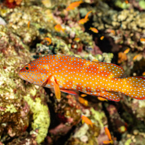 Coral grouper resting on algae-covered reef, side view, Habili Gafar, Red Sea, Egypt