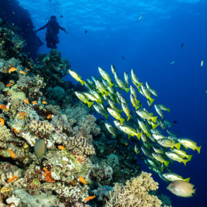 Diver at distance behind school of bluestripe snappers along reef slope, Habili Gafar, Red Sea, Egypt