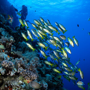 Banc de vivaneaux à raies bleues descendant le récif, plongeur au-dessus, Habili Gafar, mer Rouge, Égypte