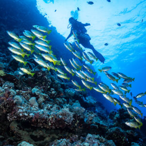 Diver silhouetted against surface light above snapper school on reef, Habili Gafar, Red Sea, Egypt