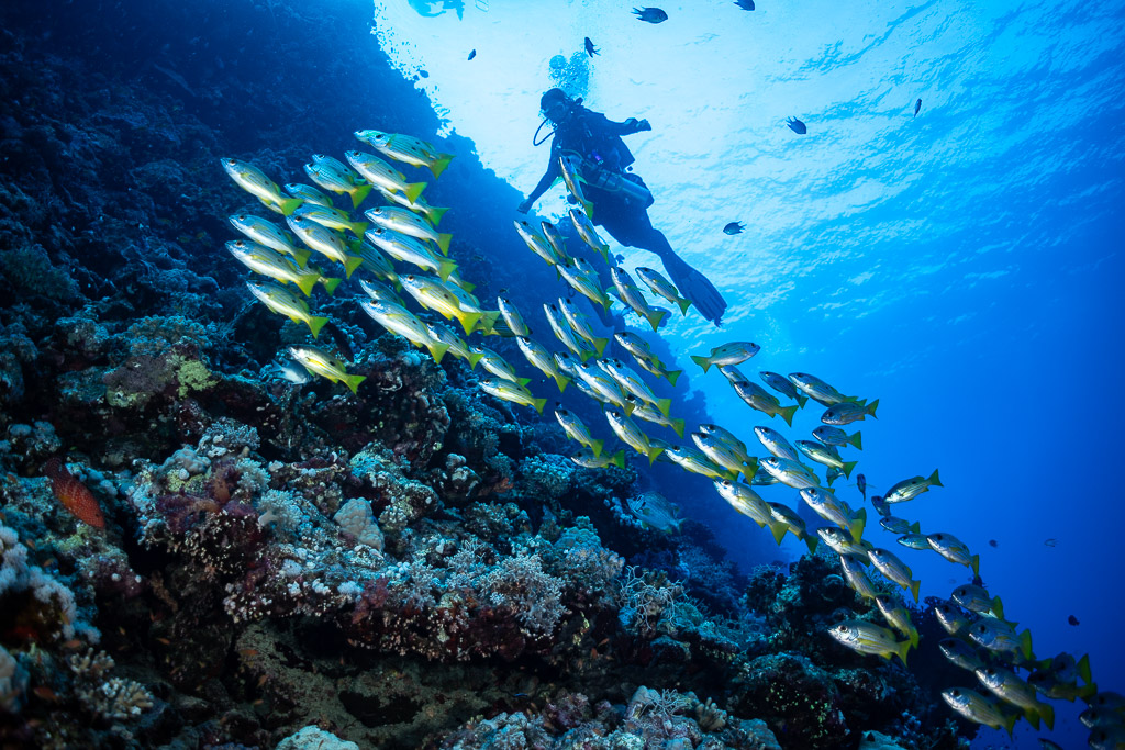 Diver silhouetted against surface light above snapper school on reef, Habili Gafar, Red Sea, Egypt