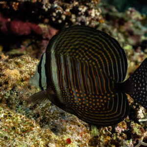 Chirurgien voilier de mer Rouge aux rayures sur fond de récif sombre, Habili Gafar, mer Rouge, Égypte
