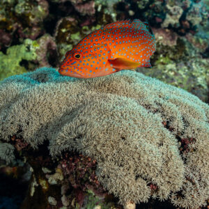 Coral grouper resting on top of soft coral colony, Habili Gafar, Red Sea, Egypt