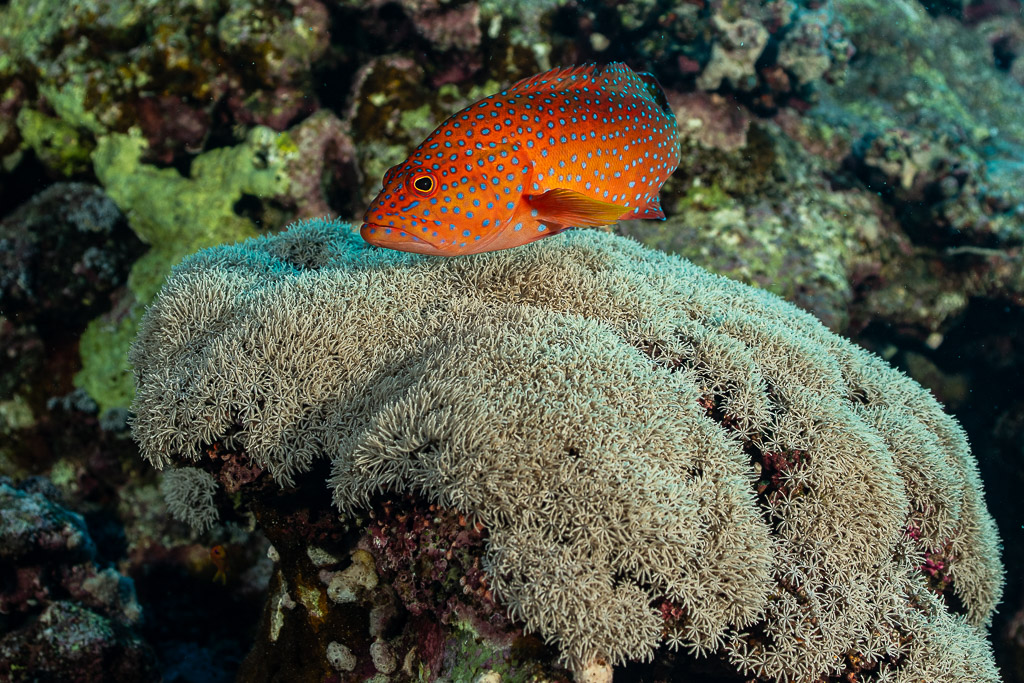 Coral grouper resting on top of soft coral colony, Habili Gafar, Red Sea, Egypt