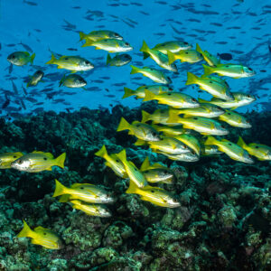 Banc dense de vivaneaux jaunes au-dessus du récif sombre sous la surface, Habili Gafar, mer Rouge, Égypte