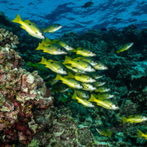 Banc de vivaneaux jaunes descendant sur le récif, corail mou à gauche, Habili Gafar, mer Rouge, Égypte