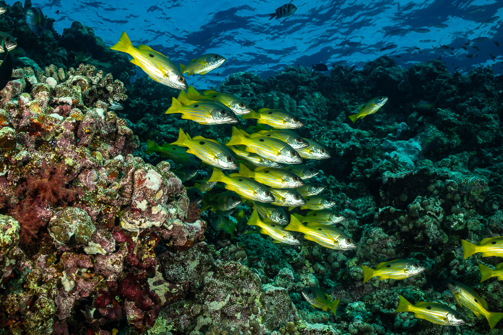 Yellow snapper school descending over reef with soft coral at left, Habili Gafar, Red Sea, Egypt