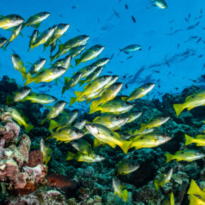 Banc de vivaneaux jaunes venant vers l’objectif sous la surface, Habili Gafar, mer Rouge, Égypte