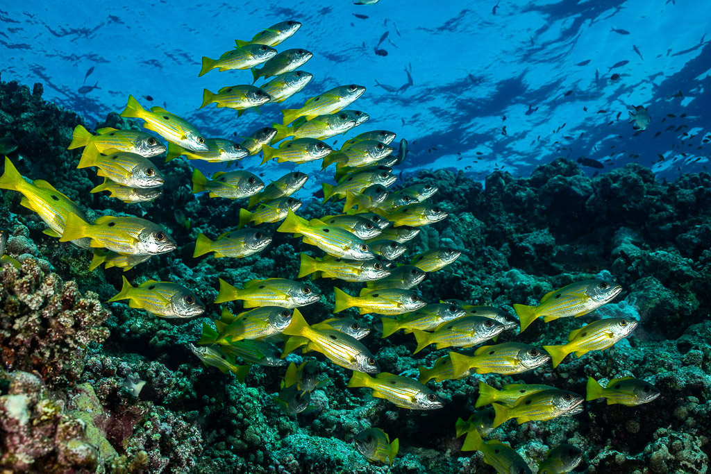 Tight school of yellow snappers hovering above reef top, Habili Gafar, Red Sea, Egypt