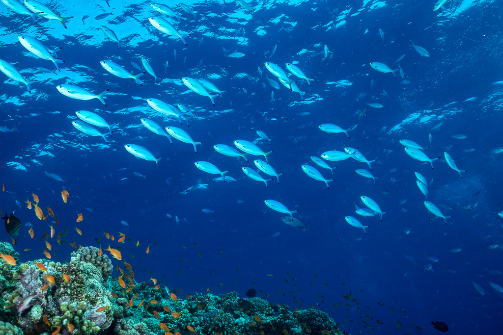 School of fusiliers in open blue above reef with anthias, Habili Gafar, Red Sea, Egypt