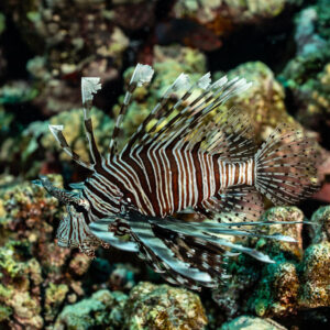 Poisson-scorpion volant parmi les coraux, nageoires déployées, Habili Gafar, mer Rouge, Égypte