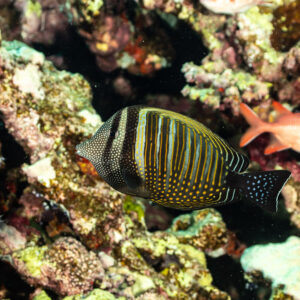 Chirurgien voilier de mer Rouge et poisson-soldat dans une crevasse du récif, Habili Gafar, mer Rouge, Égypte