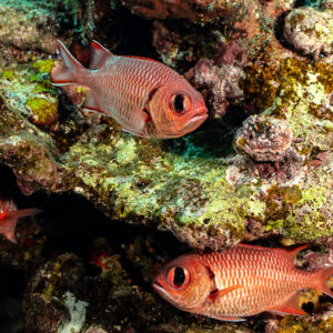 Poissons-soldats murdjan sous un surplomb corallien, Habili Gafar, mer Rouge, Égypte