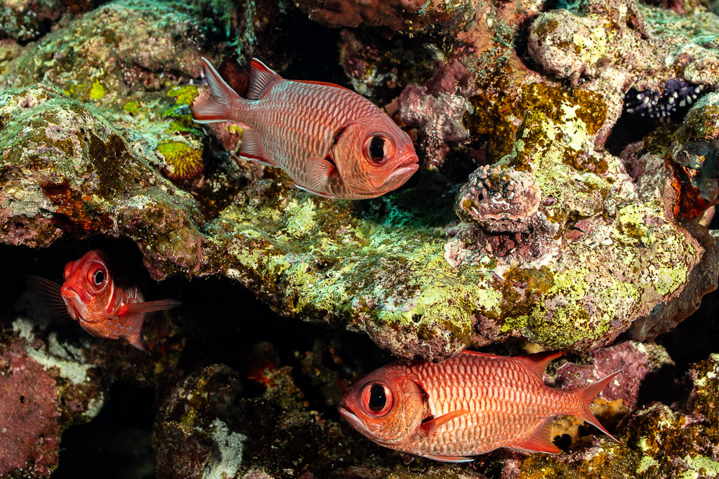Blotcheye soldierfish under coral ledge, Habili Gafar, Red Sea, Egypt