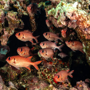Group of soldierfish sheltering in dark reef cavity, Habili Gafar, Red Sea, Egypt