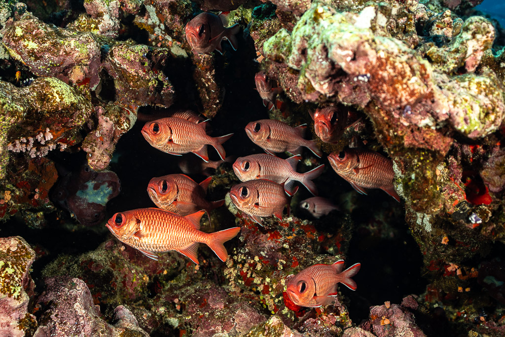 Group of soldierfish sheltering in dark reef cavity, Habili Gafar, Red Sea, Egypt