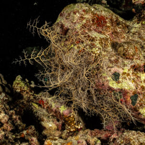 Basket star extending its arms on reef at night, Shaab Claudio, Red Sea, Egypt