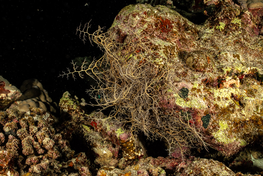Basket star extending its arms on reef at night, Shaab Claudio, Red Sea, Egypt