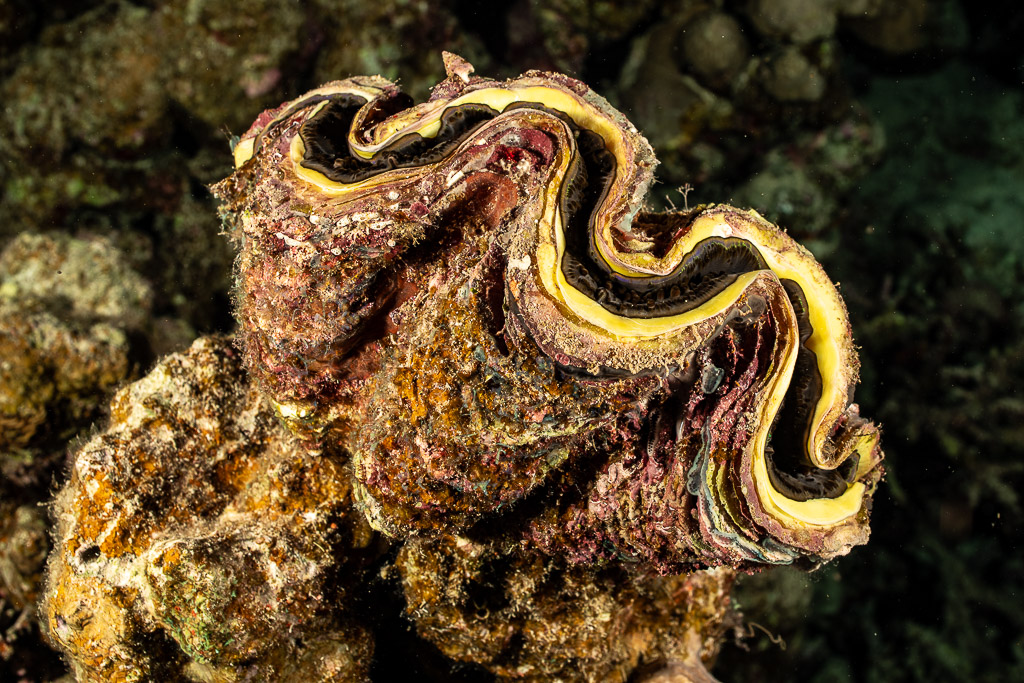 Giant clam with wavy yellow-rimmed shell at night, Shaab Claudio, Red Sea, Egypt