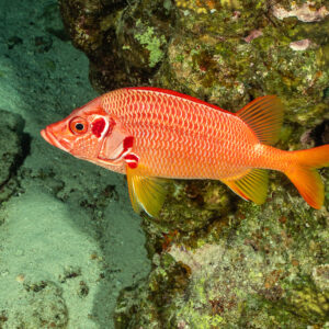 Sabre squirrelfish in profile at night above sandy patch, Shaab Claudio, Red Sea, Egypt