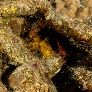 Two red hinge-beak shrimps in reef crevice at night, Shaab Claudio, Red Sea, Egypt