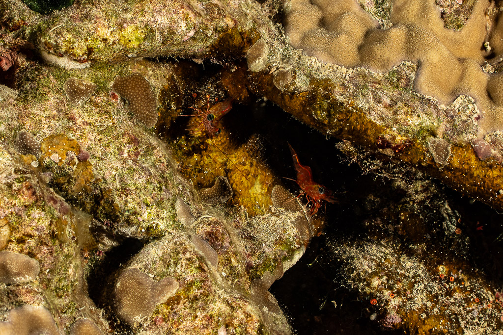 Two red hinge-beak shrimps in reef crevice at night, Shaab Claudio, Red Sea, Egypt