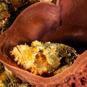 Close-up of tassled scorpionfish camouflaged inside barrel sponge, Shaab Claudio, Red Sea, Egypt