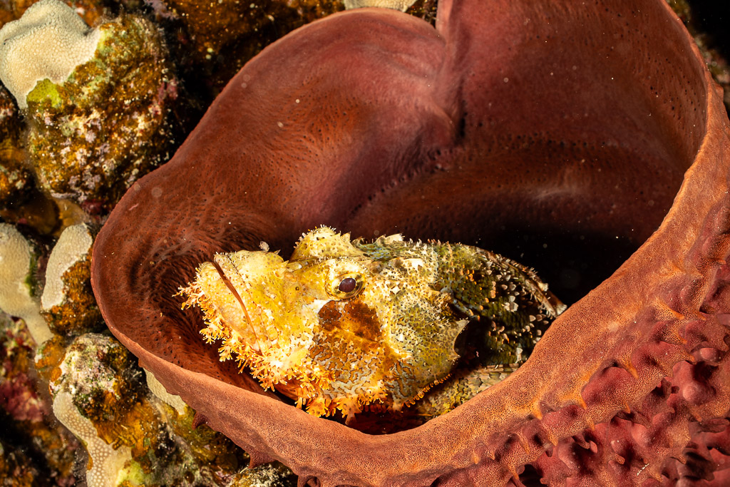 Close-up of tassled scorpionfish camouflaged inside barrel sponge, Shaab Claudio, Red Sea, Egypt