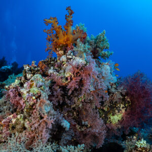 Coral bommie covered in pink soft corals with divers in background, Shaab Maksour North, Red Sea, Egypt