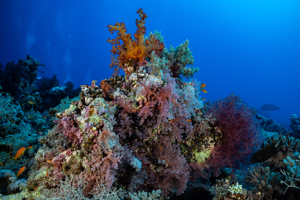 Coral bommie covered in pink soft corals with divers in background, Shaab Maksour North, Red Sea, Egypt