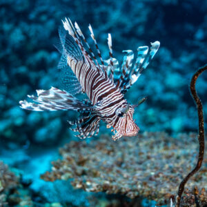 Devil firefish hovering above table coral near whip coral, vertical, Shaab Maksour North, Red Sea, Egypt
