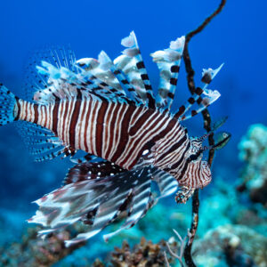 Poisson-scorpion volant nageoires déployées en pleine eau près d’un fouet de mer, Shaab Maksour nord, mer Rouge, Égypte