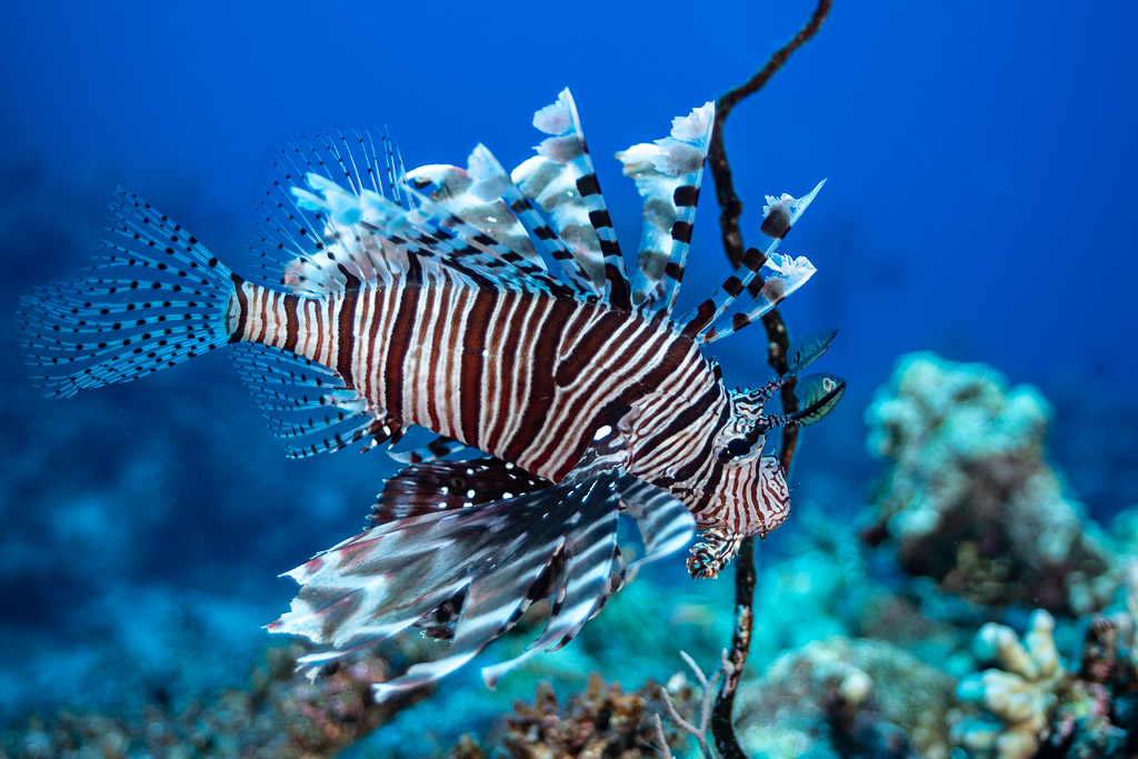 Devil firefish with spread fins in blue water beside whip coral, Shaab Maksour North, Red Sea, Egypt