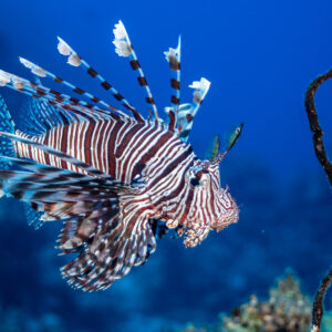 Devil firefish in side view against deep blue water, Shaab Maksour North, Red Sea, Egypt