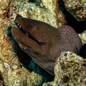 Giant moray peering out of reef hole with open mouth, Shaab Maksour North, Red Sea, Egypt