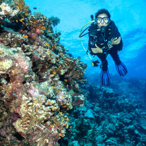 Female diver beside coral wall looking at camera, vertical, Shaab Maksour North, Red Sea, Egypt