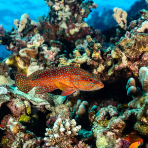Coral grouper among hard corals on shallow reef, Shaab Maksour North, Red Sea, Egypt