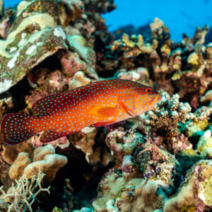 Coral grouper in profile on coral rubble close-up, Shaab Maksour North, Red Sea, Egypt
