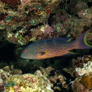 Yellow-edged lyretail swimming along shaded reef, Shaab Maksour North, Red Sea, Egypt