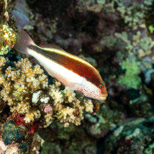 Poisson-faucon de Forster perché sur une tête de corail, Shaab Maksour nord, mer Rouge, Égypte