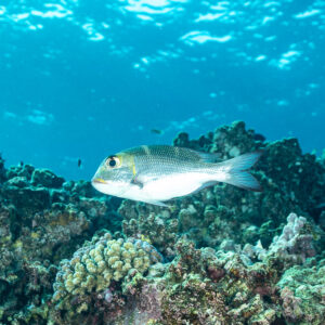 Humpnose big-eye bream swimming over reef below the surface, Shaab Maksour North, Red Sea, Egypt
