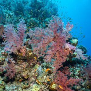 Coraux mous roses et barbiers sur un tombant abrupt, format vertical, Shaab Maksour sud, mer Rouge, Égypte