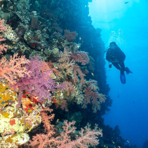 Diver descending along soft coral wall toward the blue, vertical, Shaab Maksour South, Red Sea, Egypt