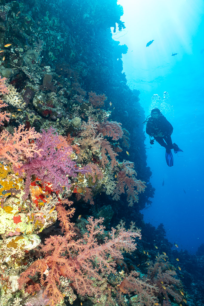 Diver descending along soft coral wall toward the blue, vertical, Shaab Maksour South, Red Sea, Egypt