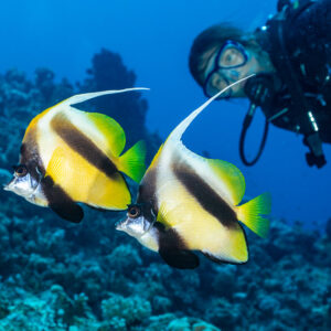 Pair of Red Sea bannerfish with diver watching behind, Shaab Maksour South, Red Sea, Egypt