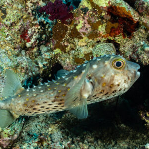 Spotbase burrfish under reef overhang, Shaab Maksour South, Red Sea, Egypt