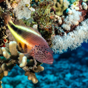 Poisson-faucon de Forster posé sur un corail sous un corail mou, Shaab Maksour sud, mer Rouge, Égypte