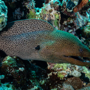 Giant moray swimming out over reef, side view, Shaab Maksour South, Red Sea, Egypt