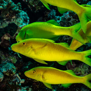 Yellowsaddle goatfish in golden phase swimming in line, vertical, Shaab Maksour South, Red Sea, Egypt