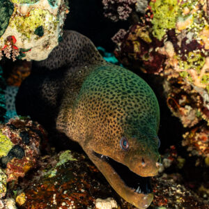 Giant moray emerging from coral hole with mouth open, vertical, Shaab Maksour South, Red Sea, Egypt